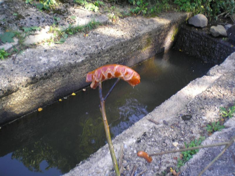 rowtras 096.jpg - c.d.